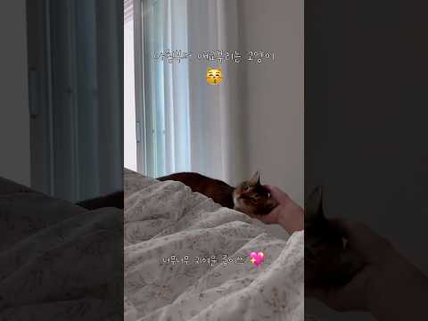 아침부터 애교부리는 고양이 #고양이 #cat