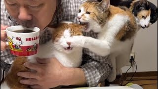 猫パンチ！住職の膝上はアタシ！のミー子w