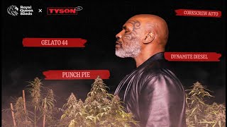 SEGUIMIENTO TYSON 2.0 AUTOFLORECIENTES #2 | COSECHA | TS3000 LED MARSHYDRO 🍁