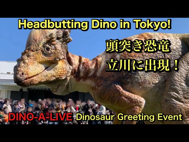 恐竜の頭 Pachycephalosaurus Headbutt in Tokyo! | DINO-A-LIVE Dinosaur