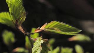 Beech buds and leaves opening time lapse