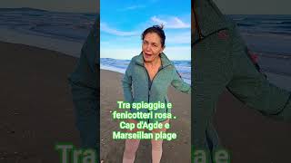 Gita Alla Ricerca Dei Fenicotteri Rosa Tra Cap Dagde E Marseillan Plage