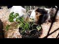 Snowflake, Saskia and Sugar demolish a pot of fresh home-grown parsley.
