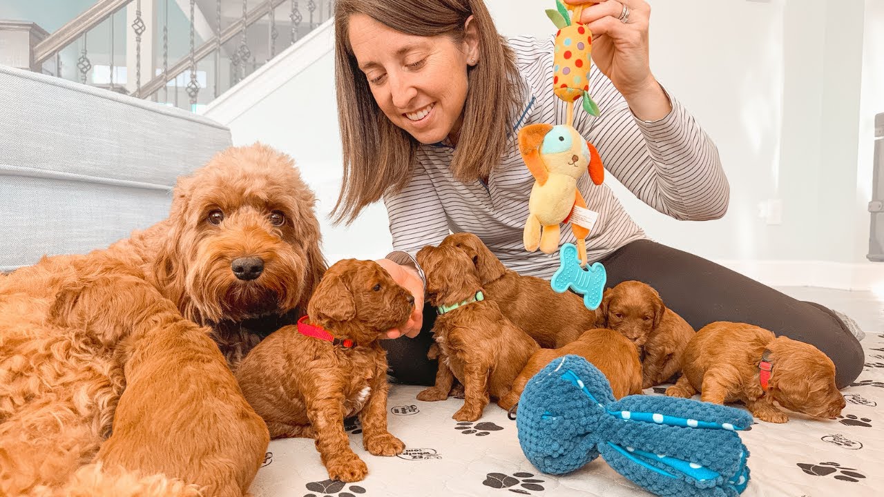 3 Week Old Goldendoodle Puppies Startled By New Sound