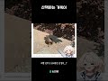 산책하는 거북이 #vtuber #버츄얼 #버튜버