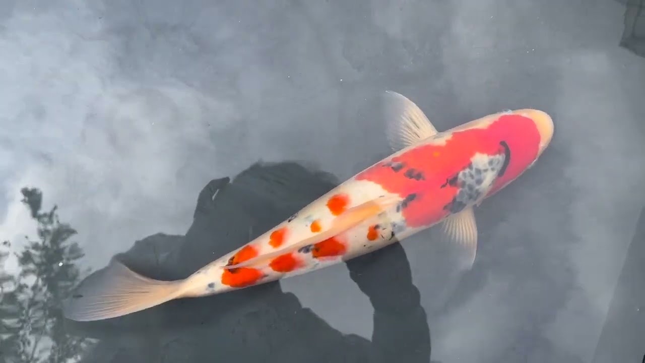 三鯉魚 成田養魚園ライブ鯉で松江錦鯉センター産大正三色を1万円で購入