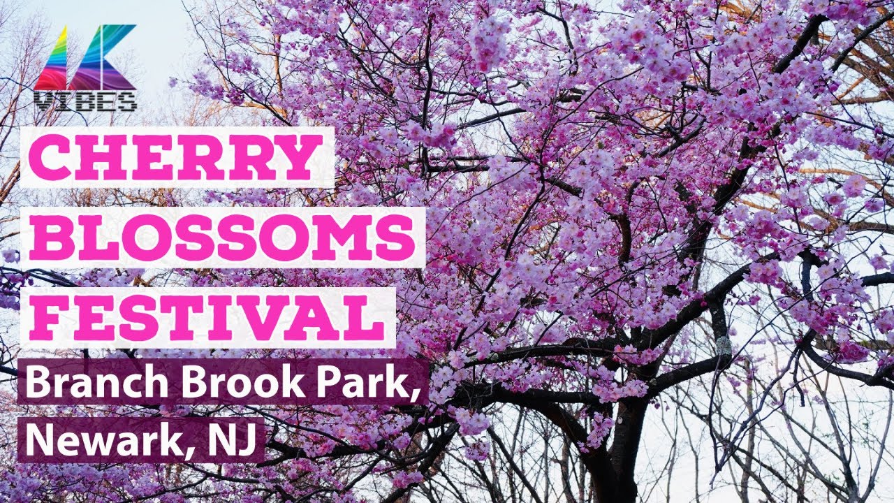 Cherry Blossoms Festival, Branch Brook Park, Newark, NJ Cherry