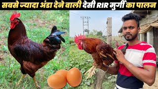 देसी RIR मुर्गी का पालन Desi poultry Farming | Rir Murgi | Poultry Farm | Desi Murgi Farm Business