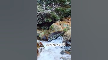 آية من سورة ياسين بصوت هادئ
