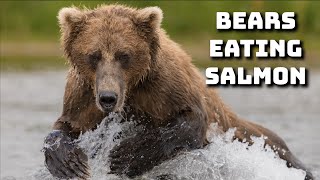Bears Eating Salmon - Brown Bears Catching Salmon in Alaska by Harry Collins Photography 631 views 3 months ago 2 minutes, 10 seconds