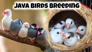 Java Finch Colony Cage Setup & Seed Mix, Food | Java Sparrow Male Female Difference