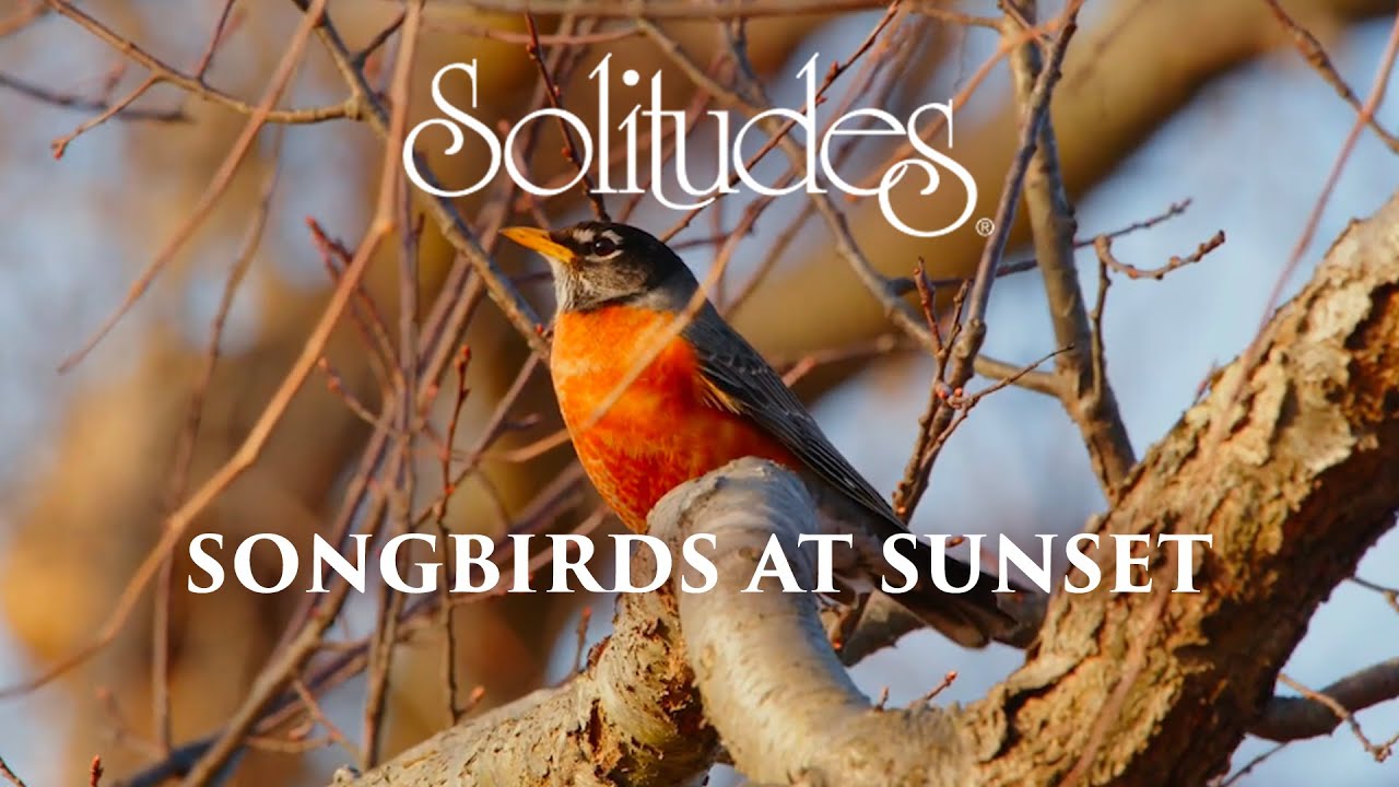 Dan Gibson’s Solitudes - Deep Twilight | Songbirds at Sunset Dan Gibson’s Solitudes - Deep Twilight | Songbirds at Sunset