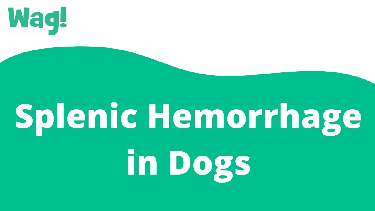 What Causes A Ruptured Spleen In Dogs