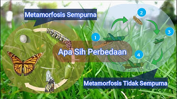 Perbedaan Metamorfosis Sempurna dan Metamorfosis tidak Sempurna