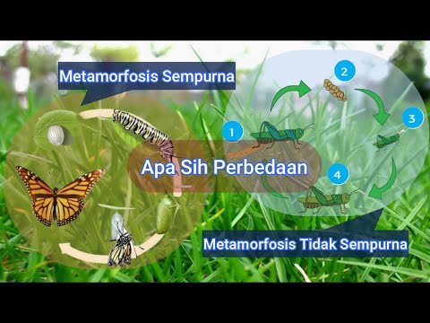 Perbedaan Metamorfosis Sempurna dan Metamorfosis tidak Sempurna