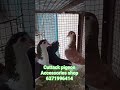 Cuttack pigeon Accessories shop #pigeon #attitude #youtubeshorts