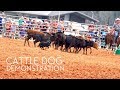 Cattle Dog Demonstration | Border Collie | Herding Dog