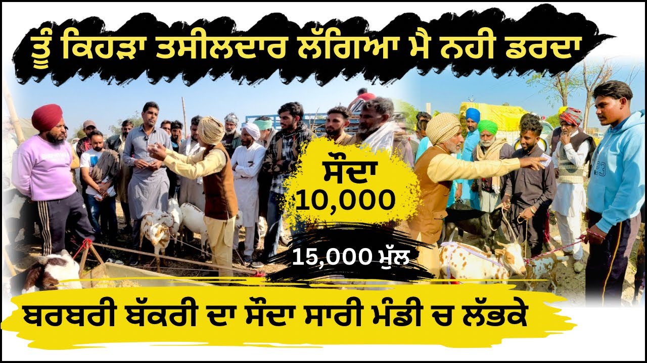 ਅੱਜ ਰਾਜੂ ਬਰਬਰੀ ਬੱਕਰੀ ਦਾ ਸੌਦਾ ਕਰਵਾੳਦਾ ਵੇਖੋ #rajudirba #tungwalibakramandi #goatfarming #goatfarm