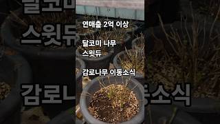 달콤한 스윗듀 고수익 작물 감로나무가 서울로 이동 합니다 시즌2