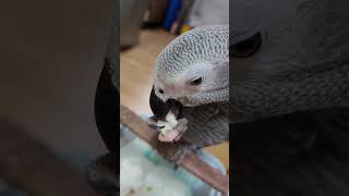 회색앵무새 막내가 떡빵먹방????❤️? parrot bird vẹt xám châu phi ăn bỏng gạo thú cưng của nhà ?