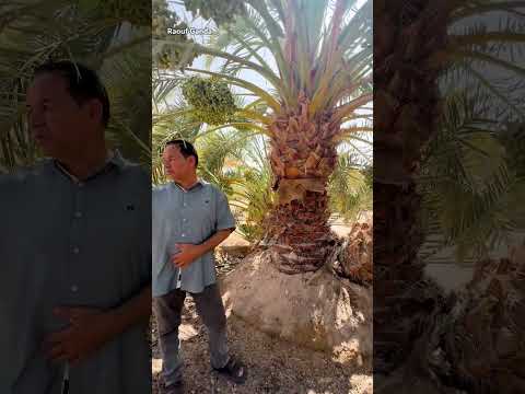 قصة دخول أول نخلة برحي عراقية الي ليبيا الجزء 2