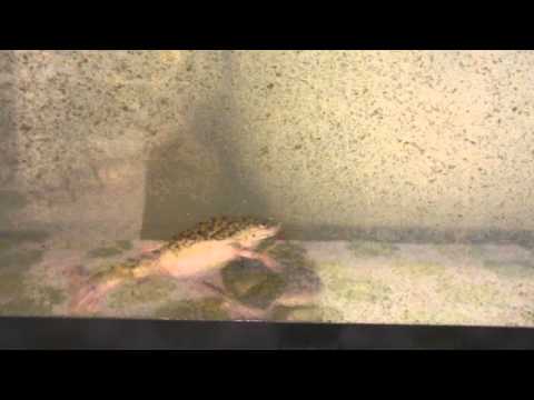 What do African dwarf frogs eat?