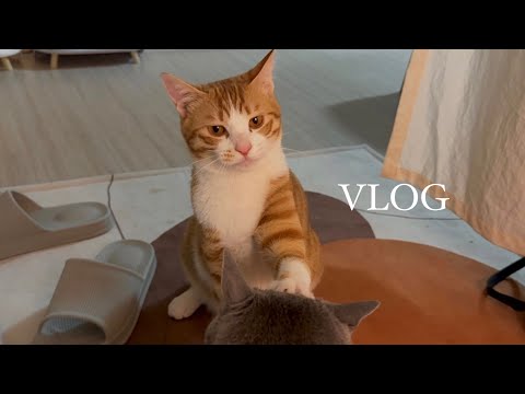Vlog) 너 내 가족이 되어라 | 고양이 일상 브이로그 . 반차쓰고 베이킹하는 일상