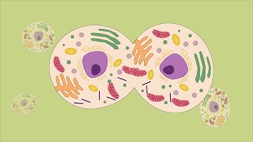 How mitochondria replicate similarly in different species