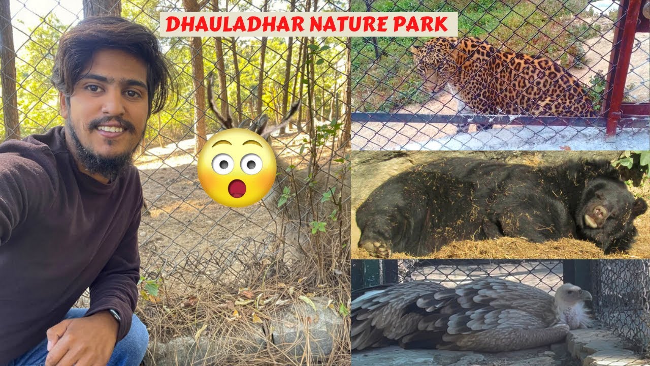 GOPALPUR ZOO (गोपालपुर चिड़ियाघर)|DHAULADHAR NATURE PARK KANGRA | PALAMPUR  HIMACHALPRADESH - YouTube
