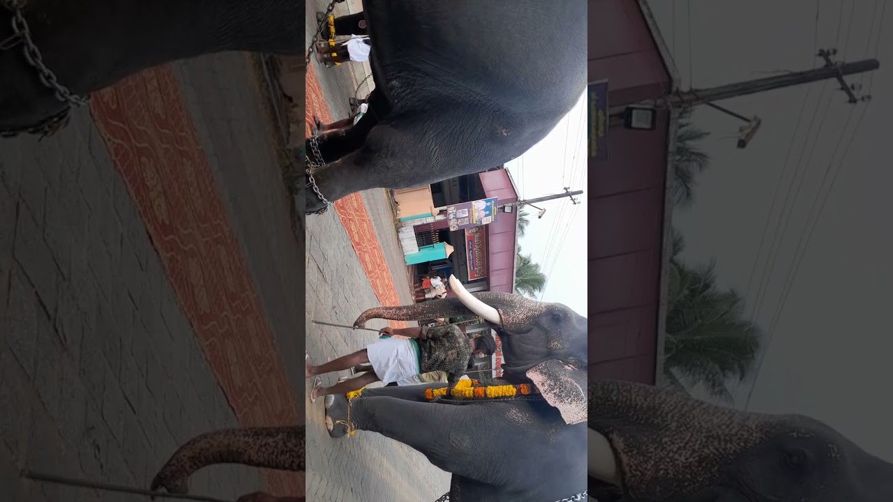 പുലിയന്നൂർ അപ്പന്റെ ആറാട്ടിനായി വരുന്ന ഗജവീരന്മാർ.