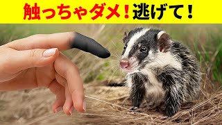 ゾウをも倒すことができる毒を持つカワイイ動物