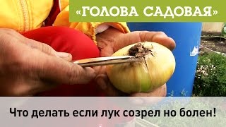 видео: Голова садовая - Что делать если лук созрел но болен!? картинка: Голова садовая - Что делать если лук созрел но болен!?