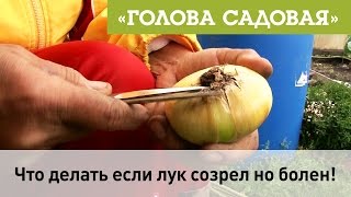 Голова садовая - Что делать если лук созрел но болен!?