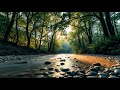 Morning Bliss: Gentle Wake Up ☀️ Birds & Stream Ambience