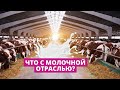 Почему разоряются молочные фермы?