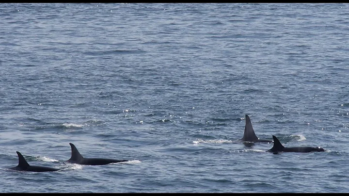 Southern Resident Orcas 2021 passing SookePoint