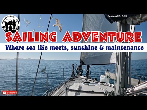 ⁣Sailing Adventures: Where sea life meets sunshine and maintenance!