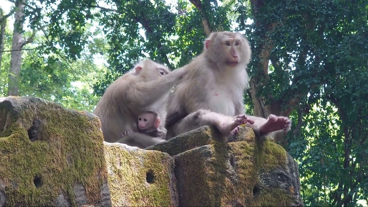 Rose monkey Getting new baby show on top wall