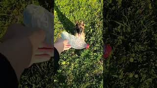 Köpüşümüz Lora Büyüyor Belçika Malinos Şfetedüş