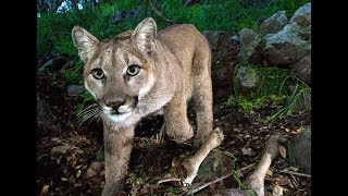 Runner kills mountain lion with his bare hands