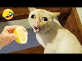 笑ったら負け！爆笑犬猫2025🤣🐶😻