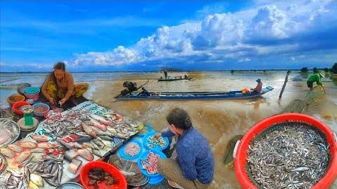 XẢ LŨ THẦN TỐC CAMPUCHIA SẠT ĐÁY MÙA NƯỚC NỔI 2025 CÁ ĐỒNG SIÊU RẺ TẠI CHỢ LẤP VÒ ĐỒNG THÁP