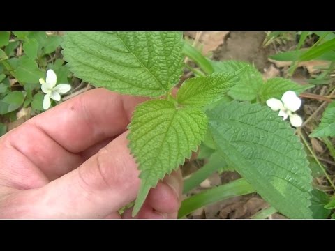 Wood Nettle Identification and Harvesting