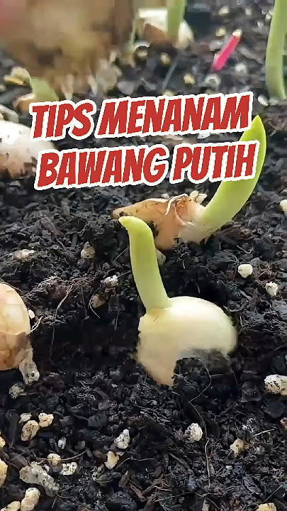 Tips Menanam Bawang Putih