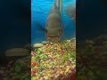 Sad Oscar!! #fish #oscarfish #shorts #fyp