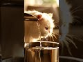 Cats vs Smart Water Fountain 🐱💦 #PetTech #Shorts