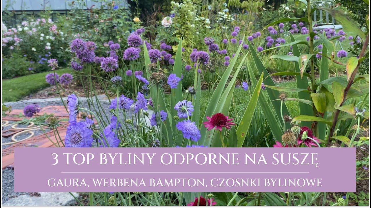 3 byliny odporne na susze | byliny bezobsługowe | gaura, werbena bampton i czosnki bylinowe |