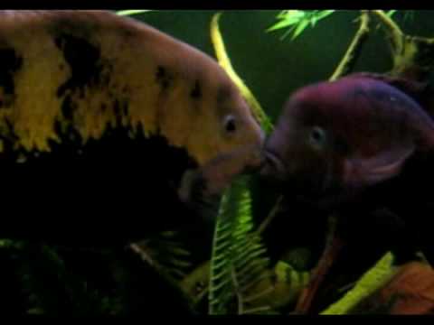 camera iphone 8 plus apk Midden Amerikaanse Cichliden