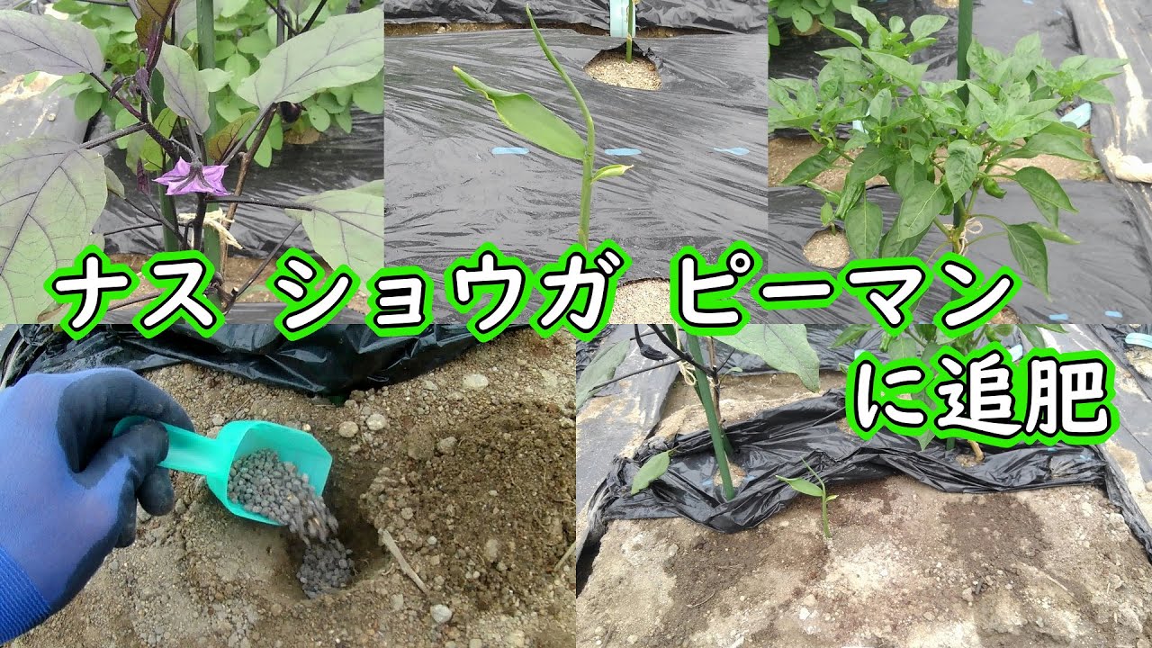 ナス ショウガ ピーマンに追肥 有機栽培でおいしい野菜作り