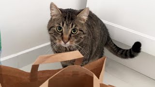 Cat Uses All Two Brain Cells To Inspect The Paper Bag